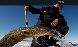 Ice Fish Michigan